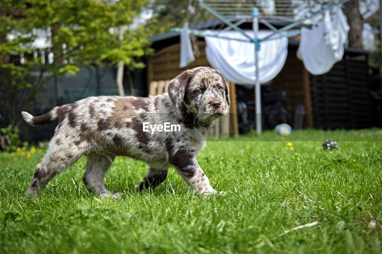 Puppy playing on grass