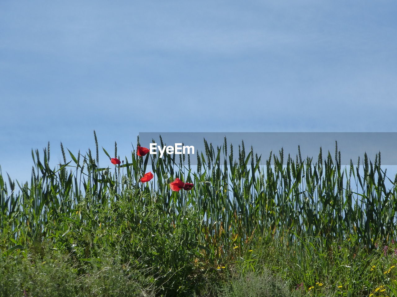 Plants growing on field against sky