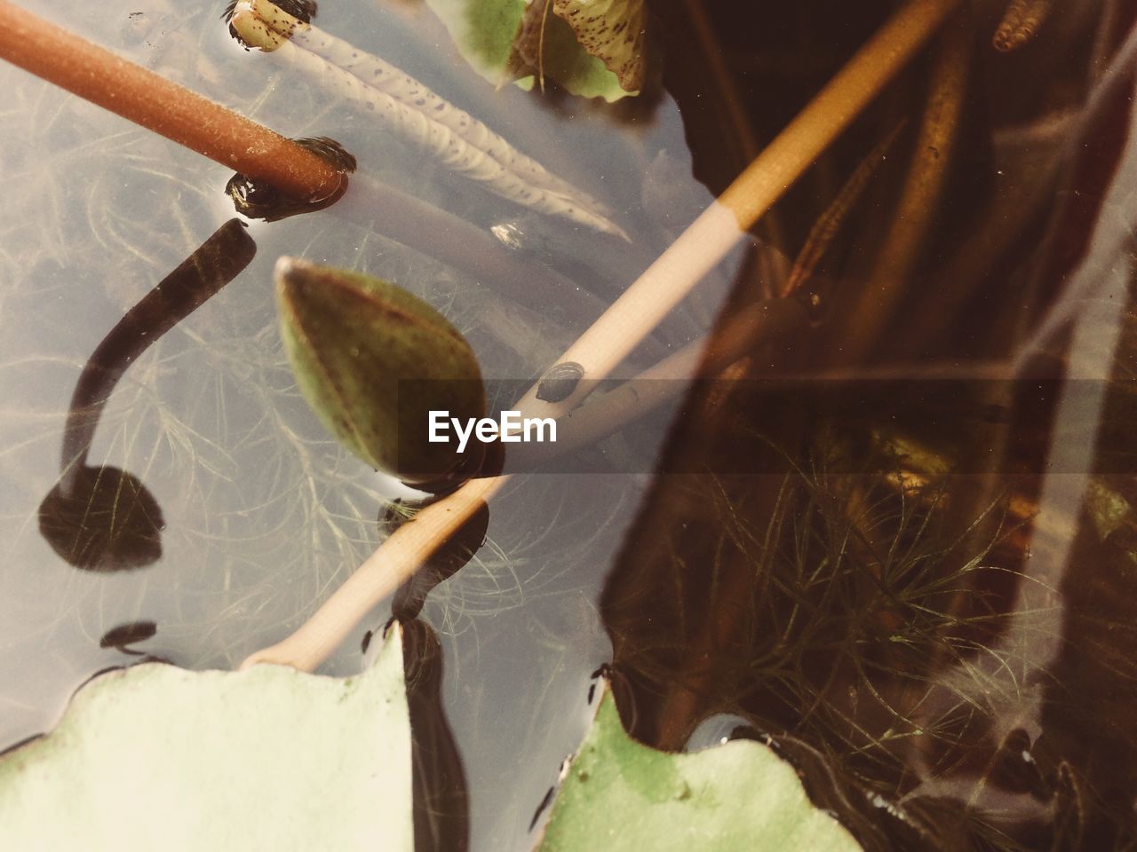 CLOSE-UP OF TURTLE IN WATER