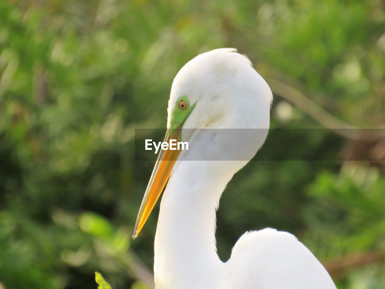 Close-up of a great egret 