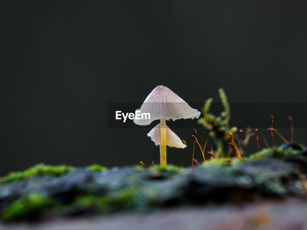 fungus, mushroom, nature, vegetable, macro photography, plant, green, food, growth, leaf, no people, close-up, forest, selective focus, land, moss, flower, beauty in nature, yellow, outdoors, tree, toadstool, fragility, freshness, copy space, food and drink, surface level, autumn, edible mushroom