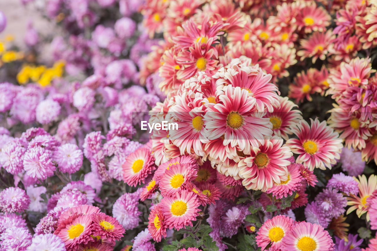 Close-up of flowers blooming outdoors