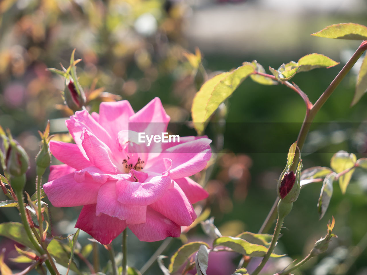 CLOSE-UP OF PINK FLOWER PLANT