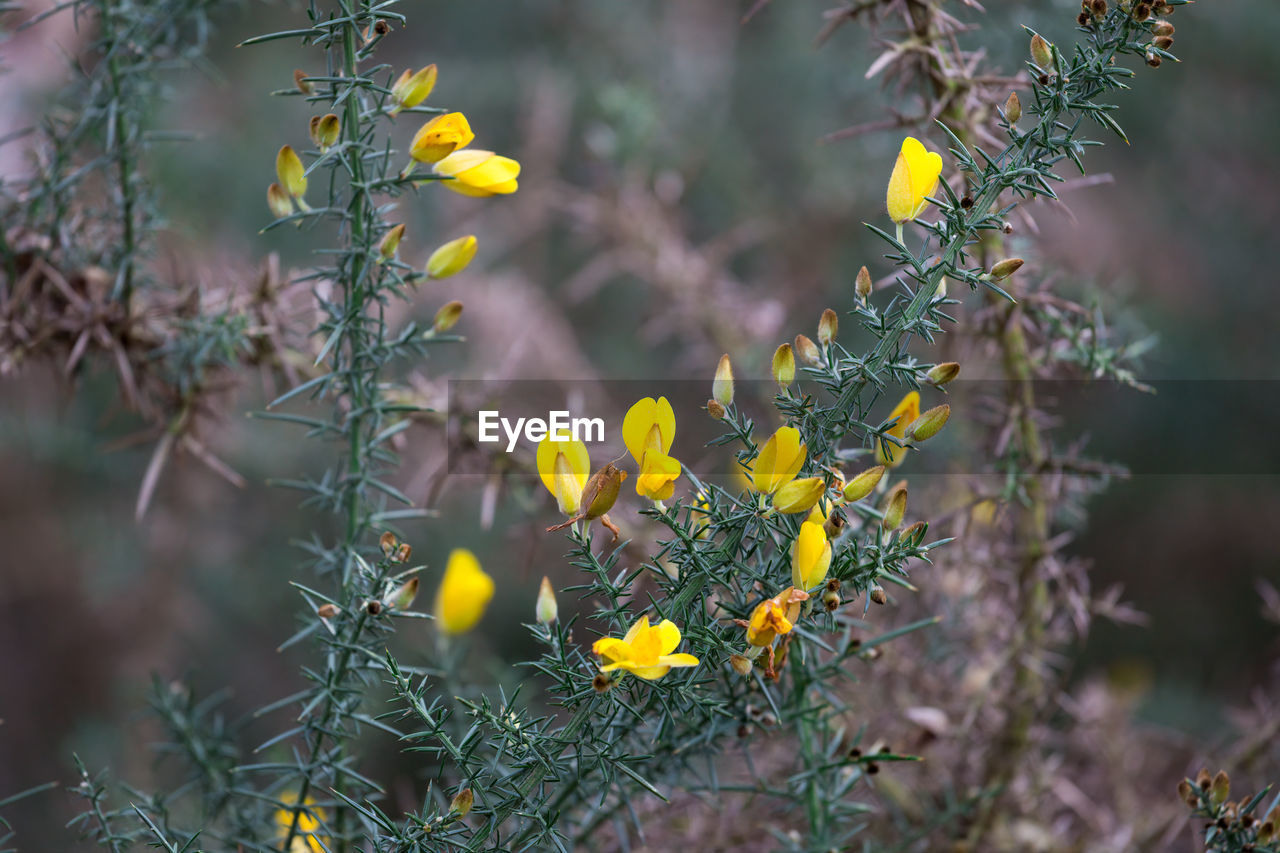 CLOSE-UP OF YELLOW FLOWERING PLANT ON LAND