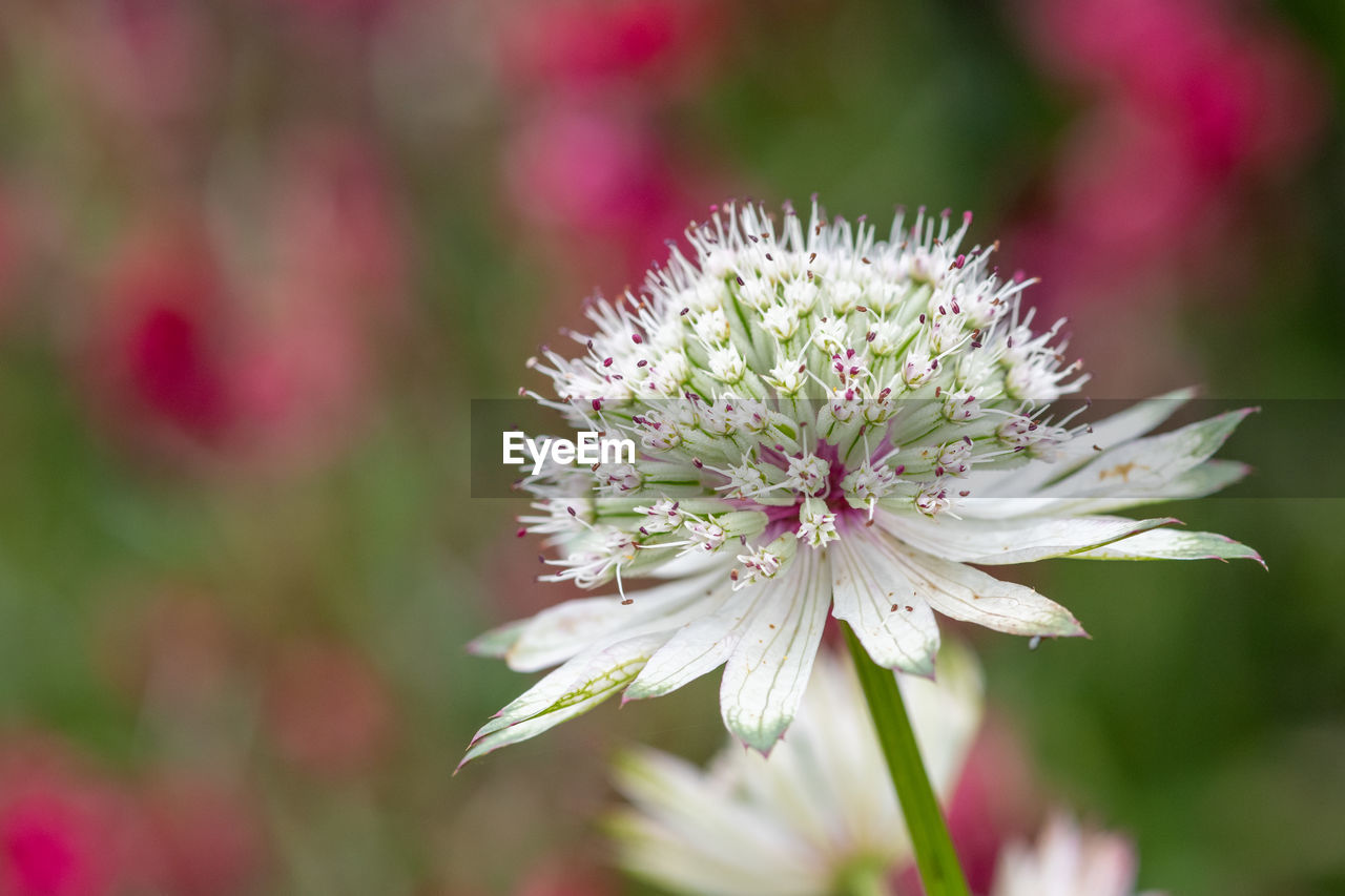 Close up of an astrantia flower in bloom