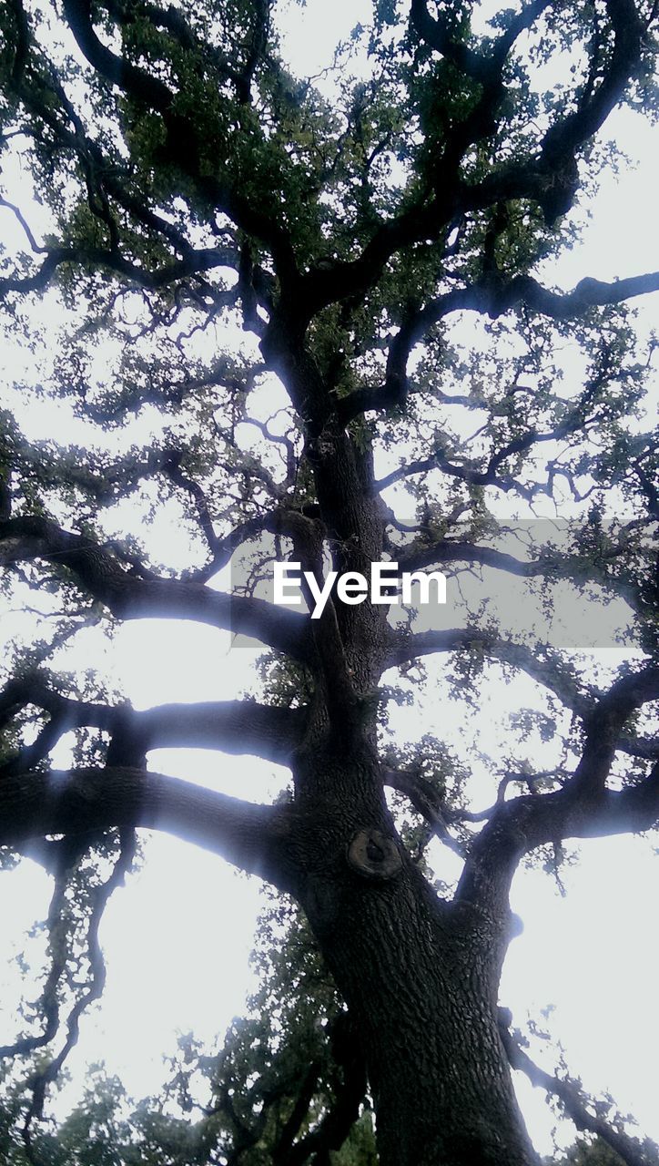 LOW ANGLE VIEW OF TREES AGAINST SKY