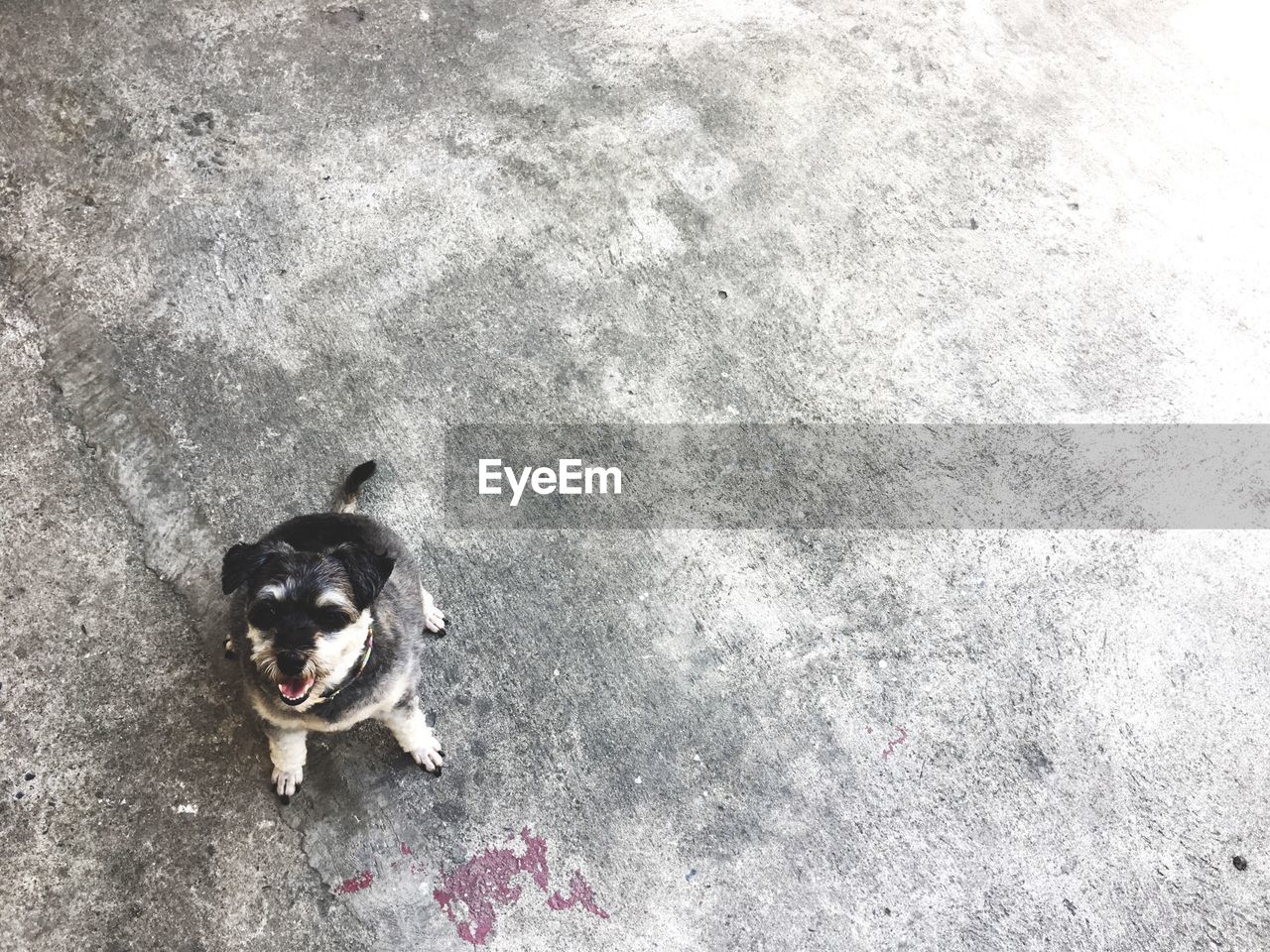 HIGH ANGLE VIEW PORTRAIT OF DOG ON WALL