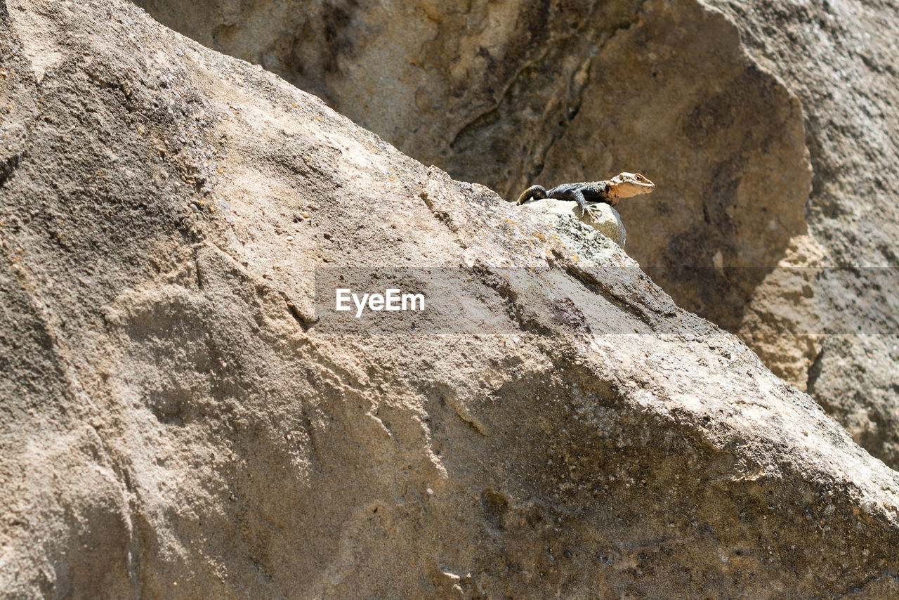 BIRD PERCHING ON ROCK