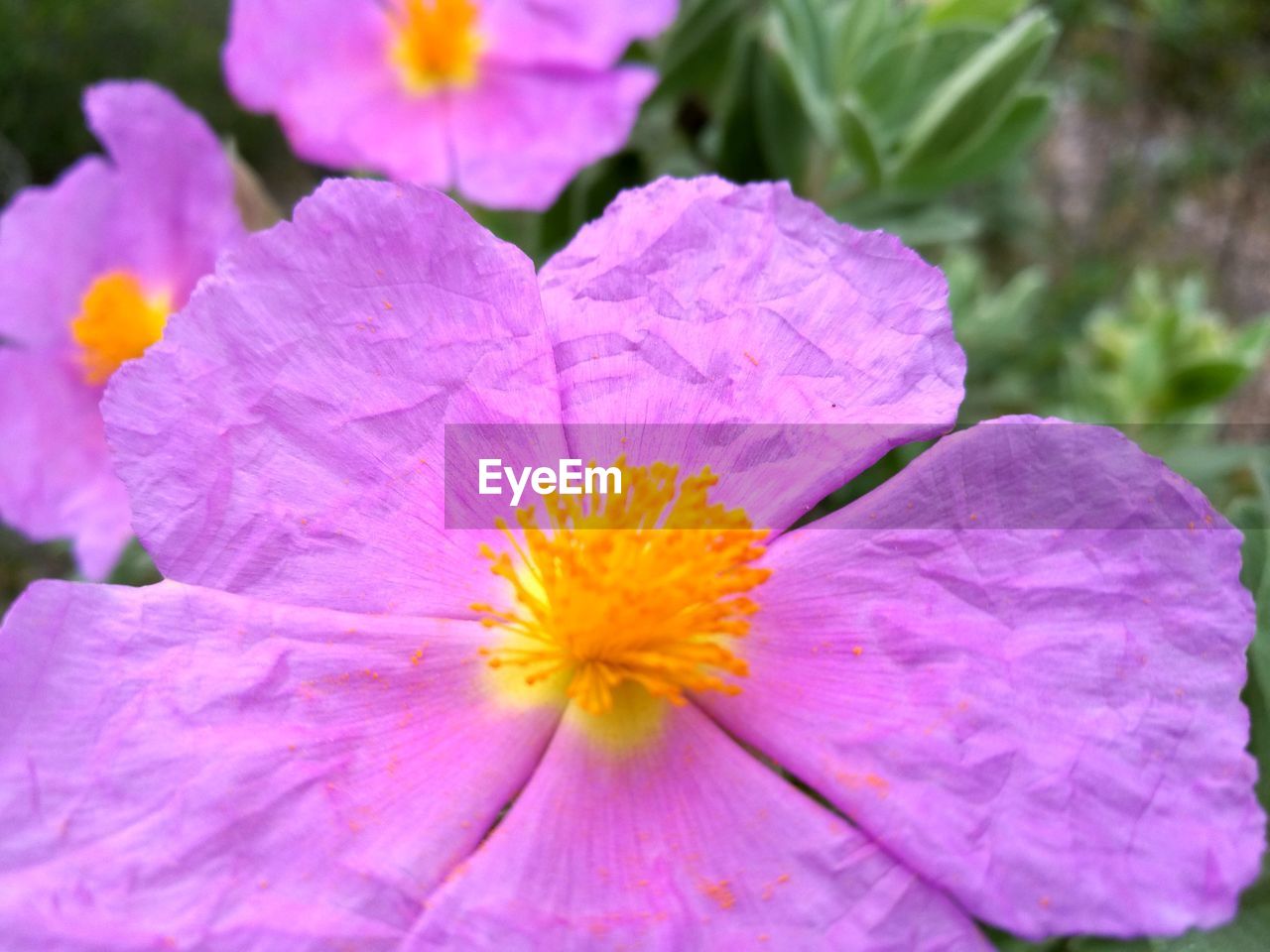 CLOSE-UP OF PINK FLOWER