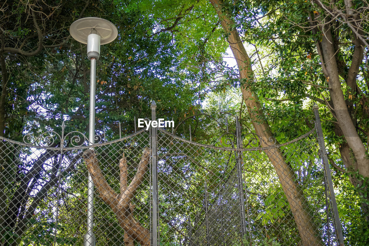 LOW ANGLE VIEW OF STREET LIGHT AMIDST TREES