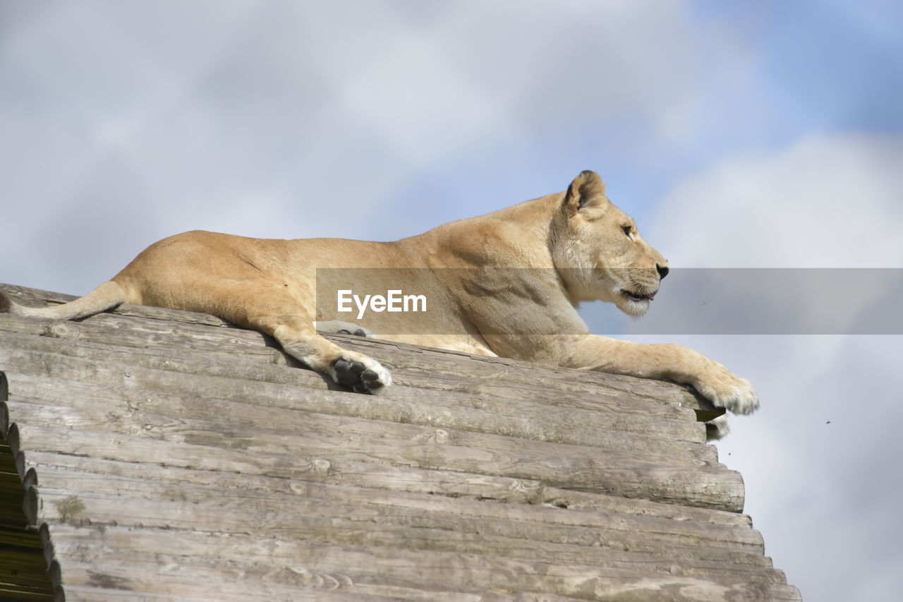 LOW ANGLE VIEW OF A CAT ON ROCK