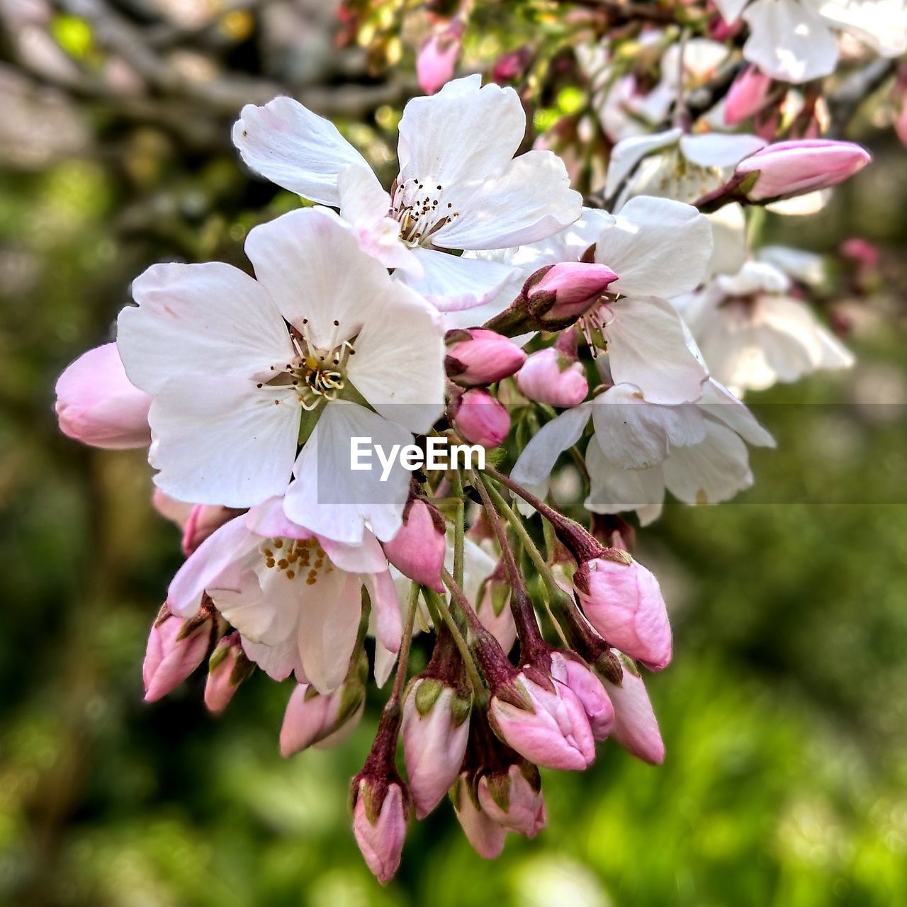 Close-up of pink cherry blossoms