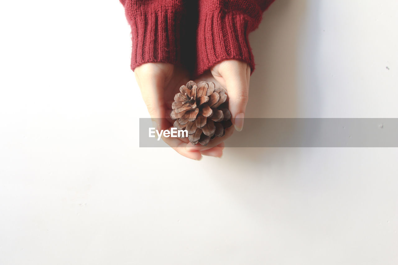 cropped hand of woman holding pine cone against white background