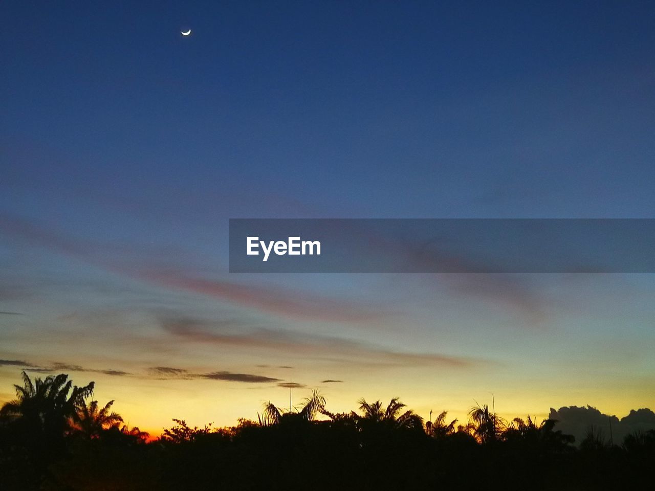 SILHOUETTE OF TREES AGAINST SKY DURING SUNSET