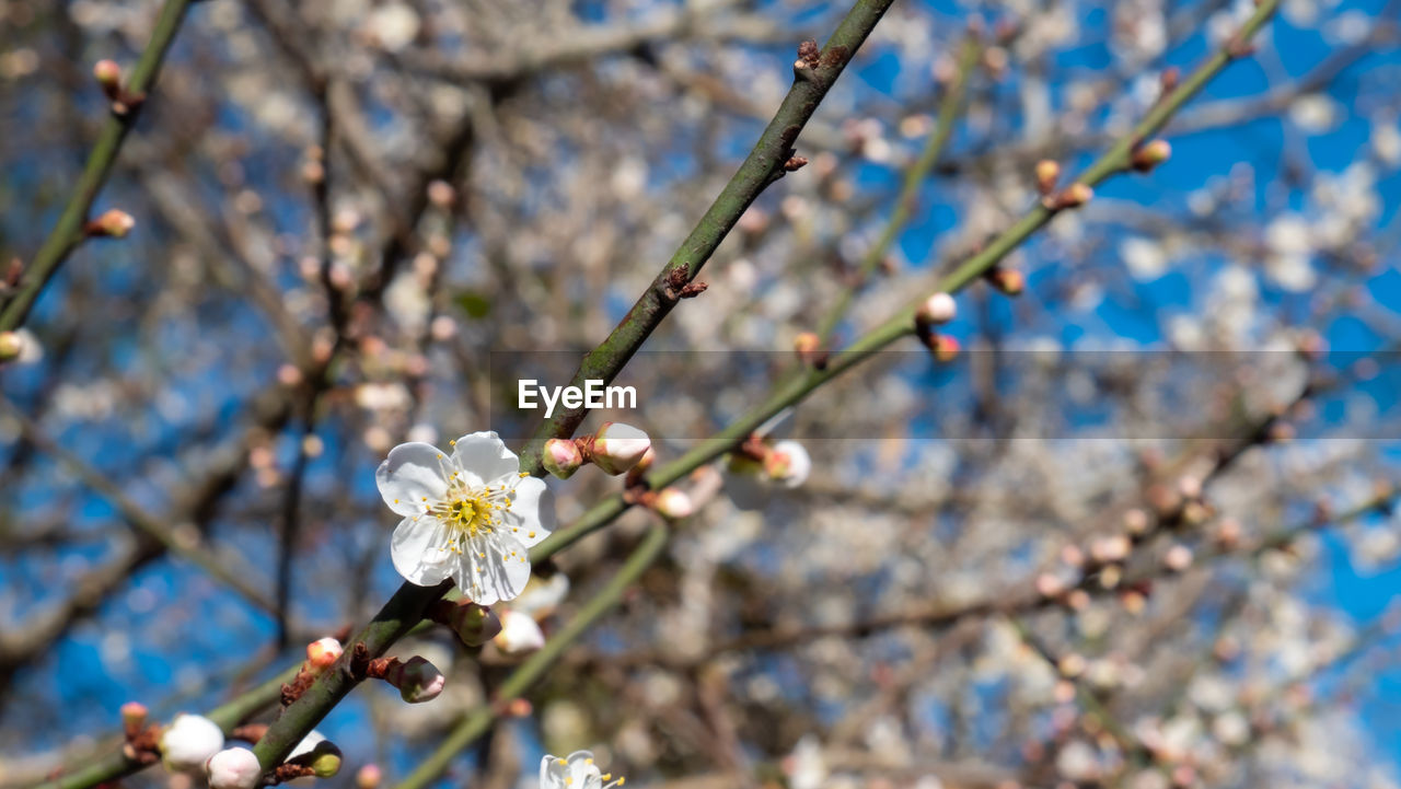 CLOSE-UP OF CHERRY BLOSSOM