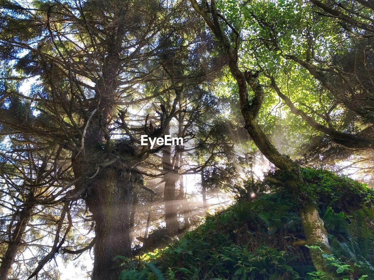 LOW ANGLE VIEW OF TREES IN THE FOREST