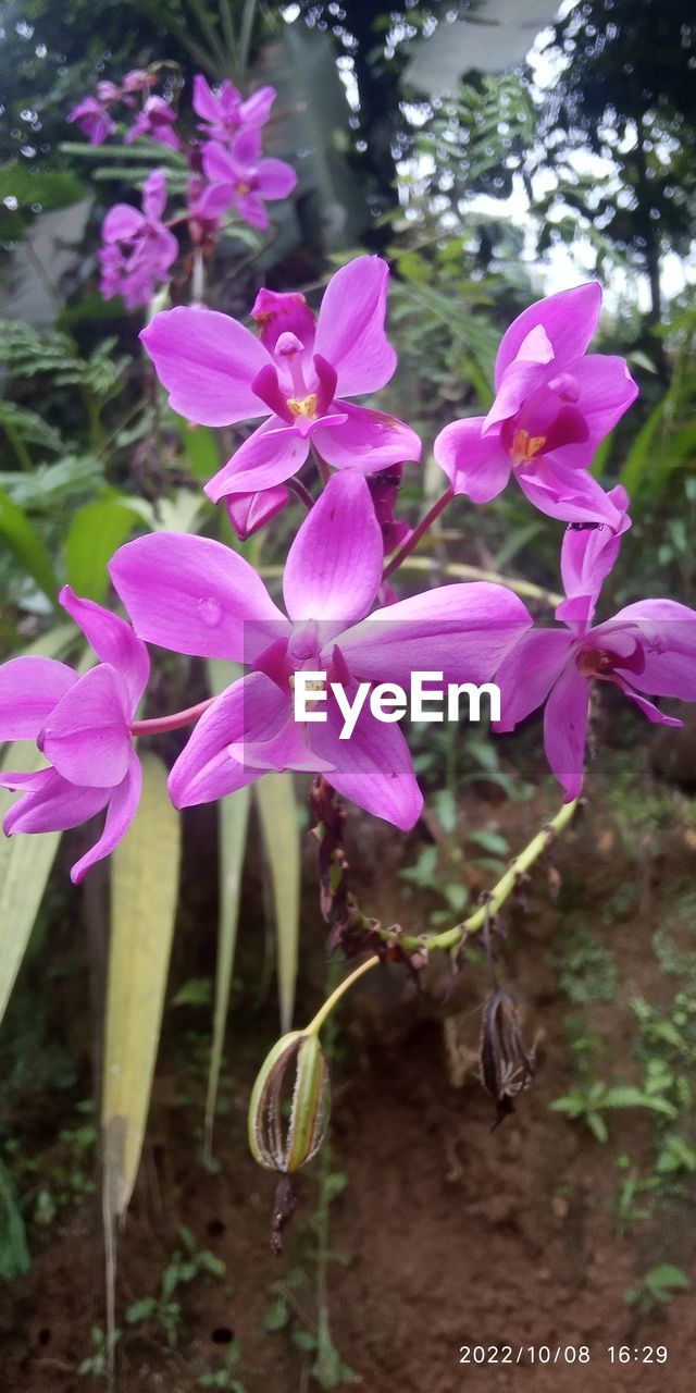 plant, flower, flowering plant, beauty in nature, pink, freshness, growth, petal, fragility, close-up, nature, orchid, no people, flower head, inflorescence, day, focus on foreground, outdoors, tree, purple, botany, blossom, plant part, leaf, springtime