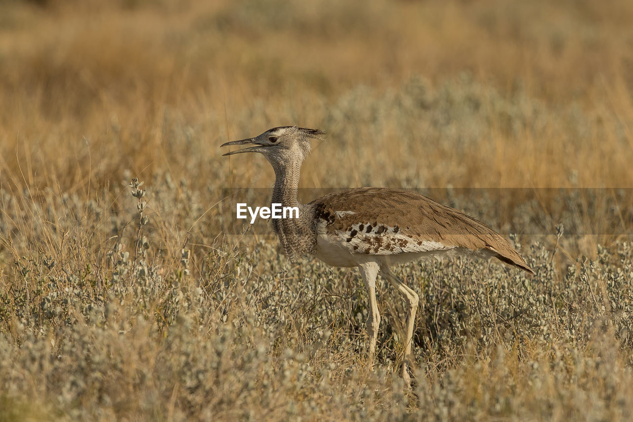 Close-up of bird standing on land