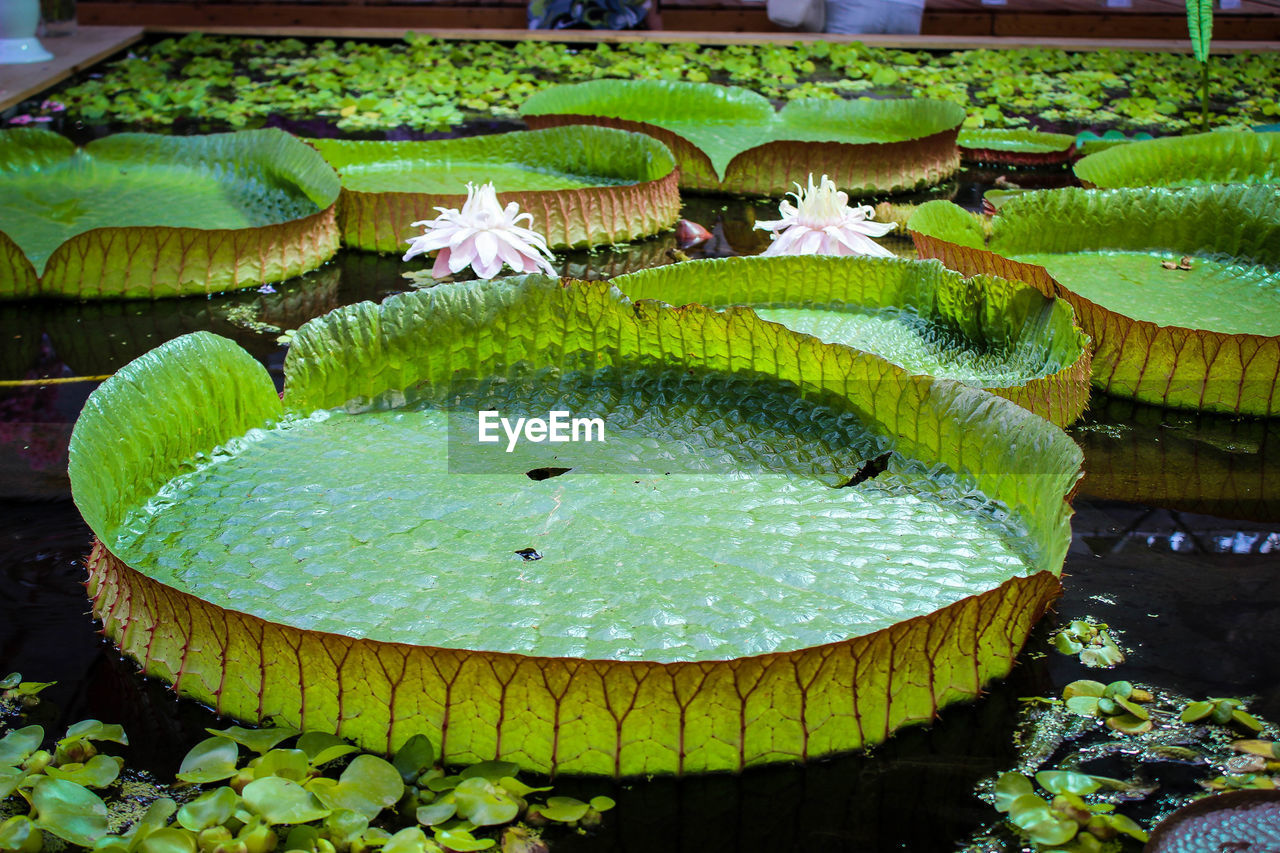 CLOSE-UP OF LOTUS WATER LILY PADS IN GARDEN