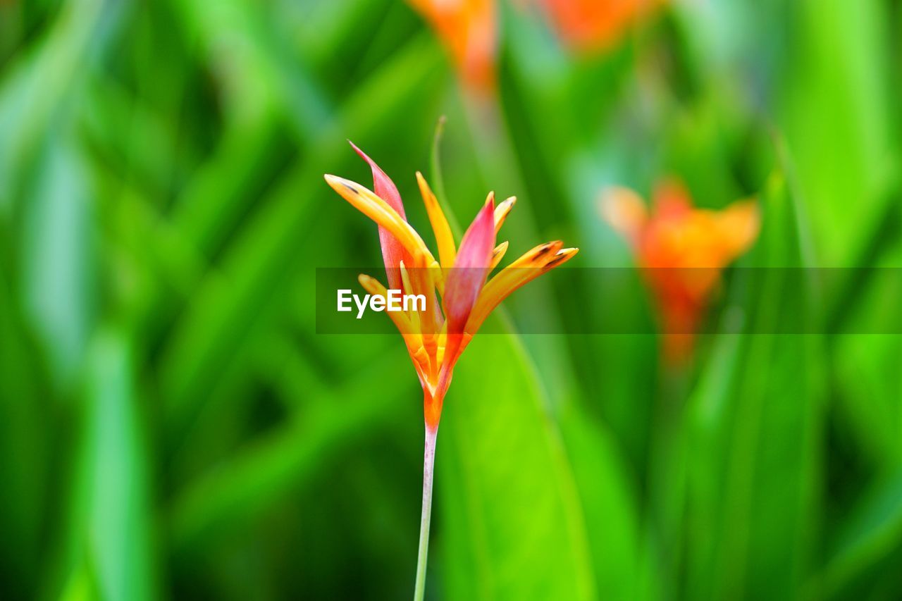 CLOSE-UP OF ORANGE FLOWER