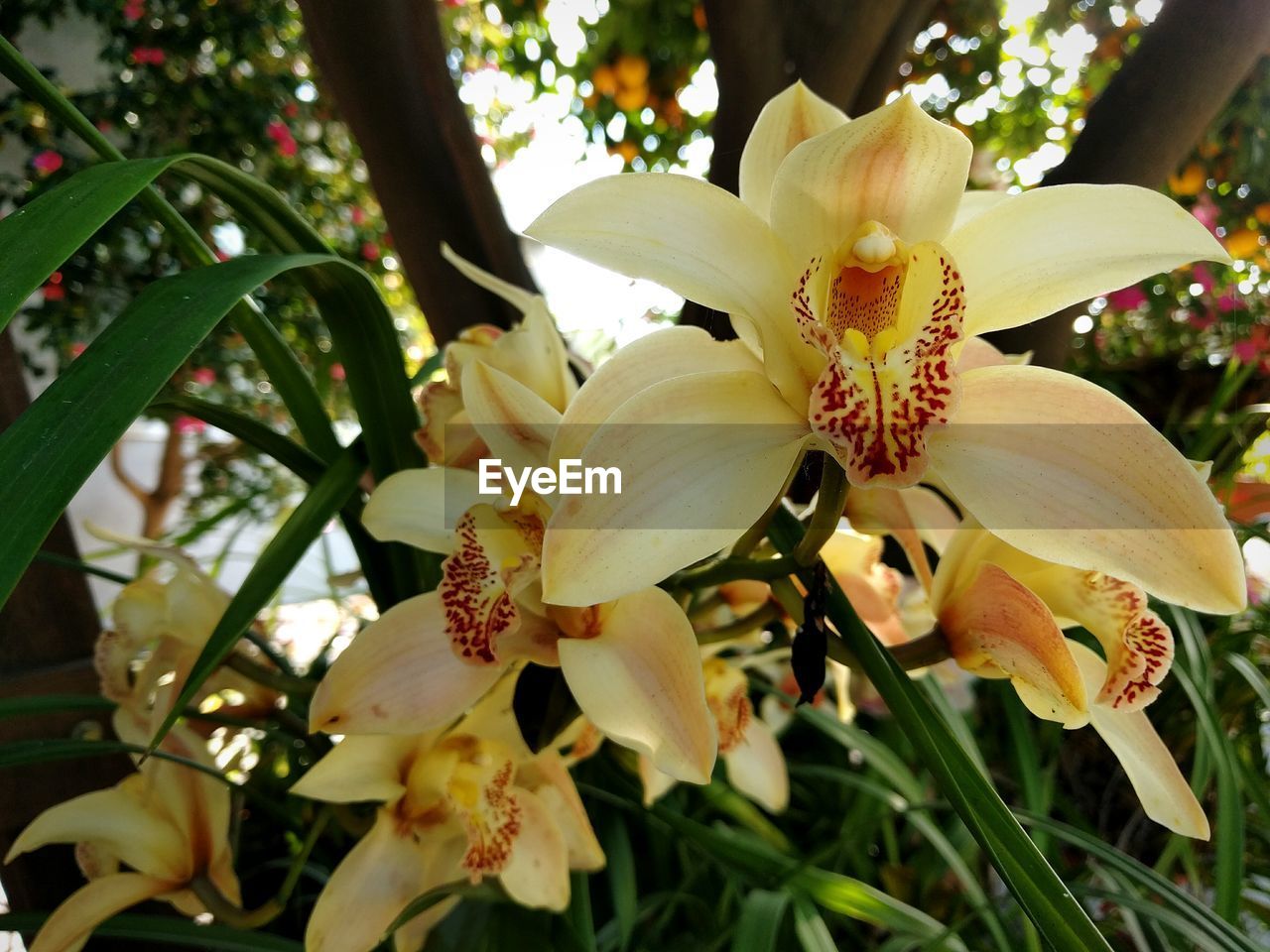 Cymbidium orchids blooming in park