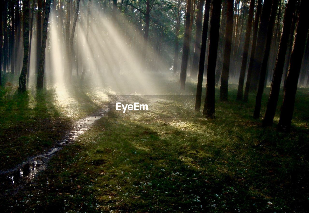 Sunlight streaming through trees in forest
