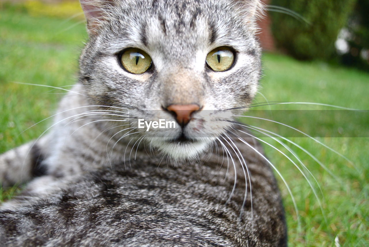 Close-up portrait of cat