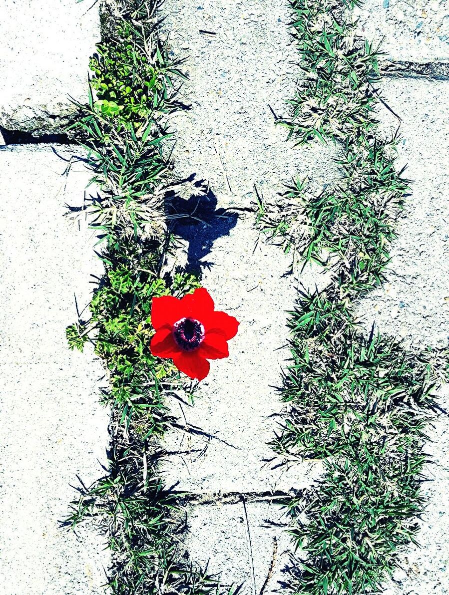 CLOSE-UP OF RED FLOWERS