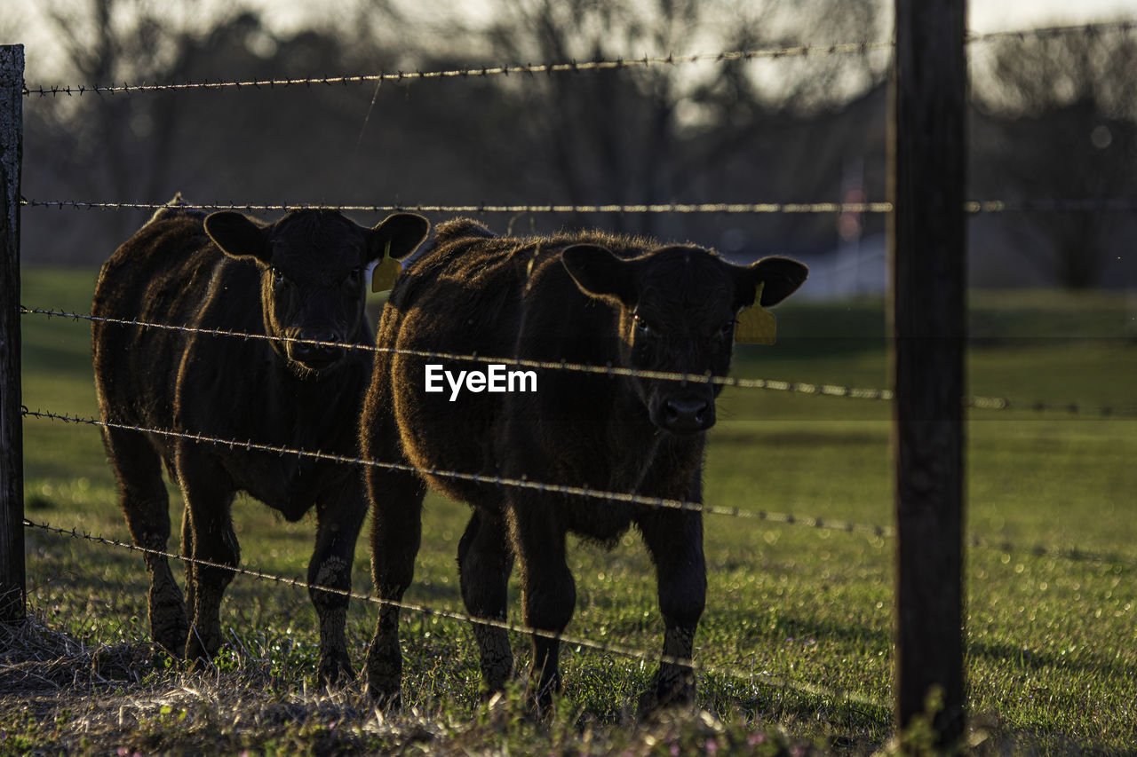 Two angus heifers walking along fence, backlit  with the rear heifer in full focus.