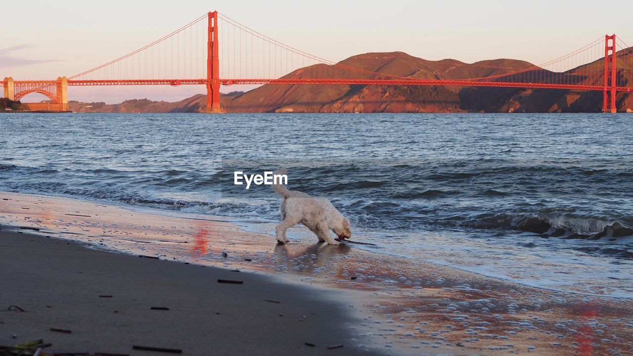 GOLDEN GATE BRIDGE AGAINST SEA