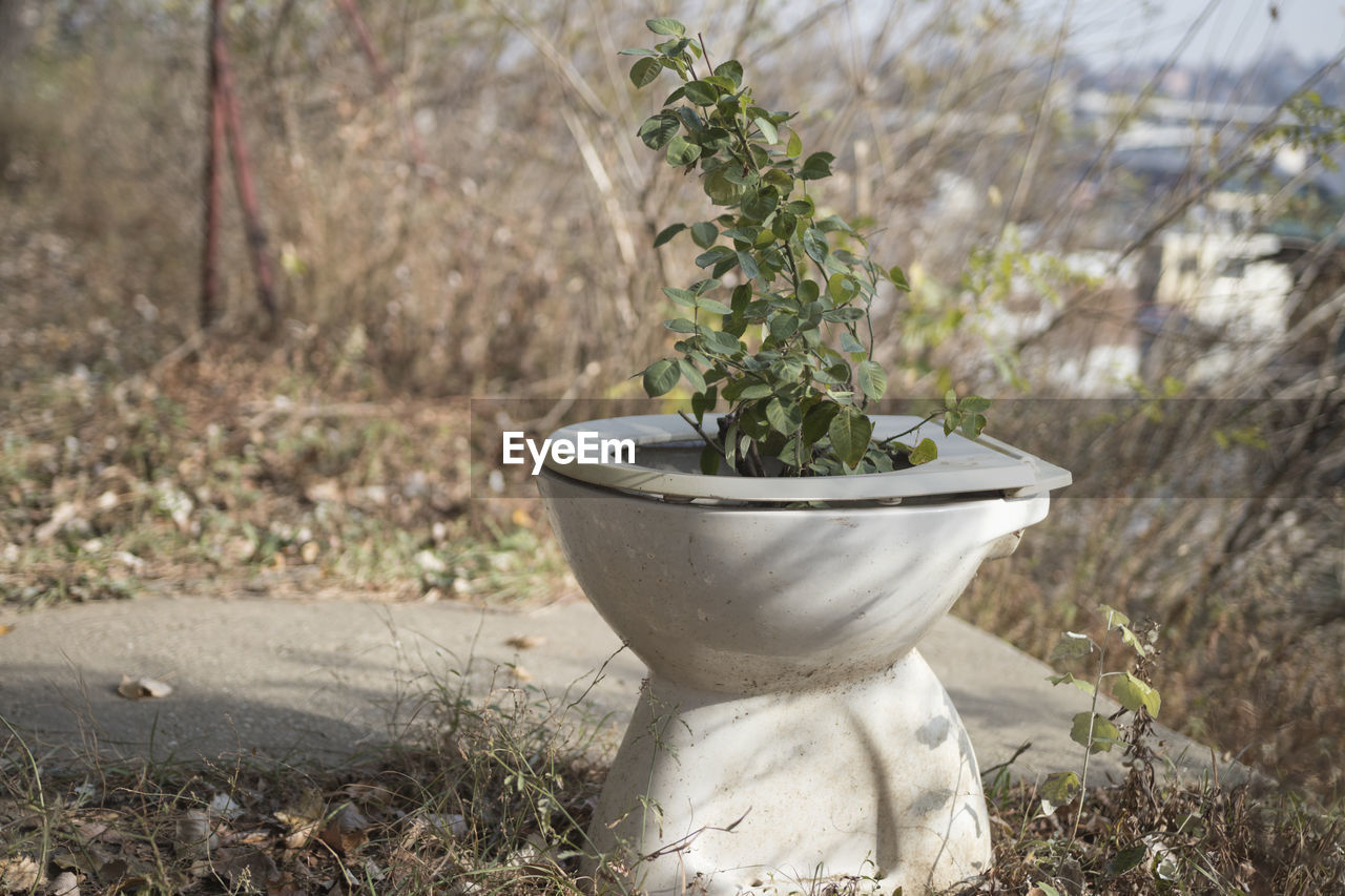 CLOSE-UP OF POTTED PLANT ON FIELD IN YARD