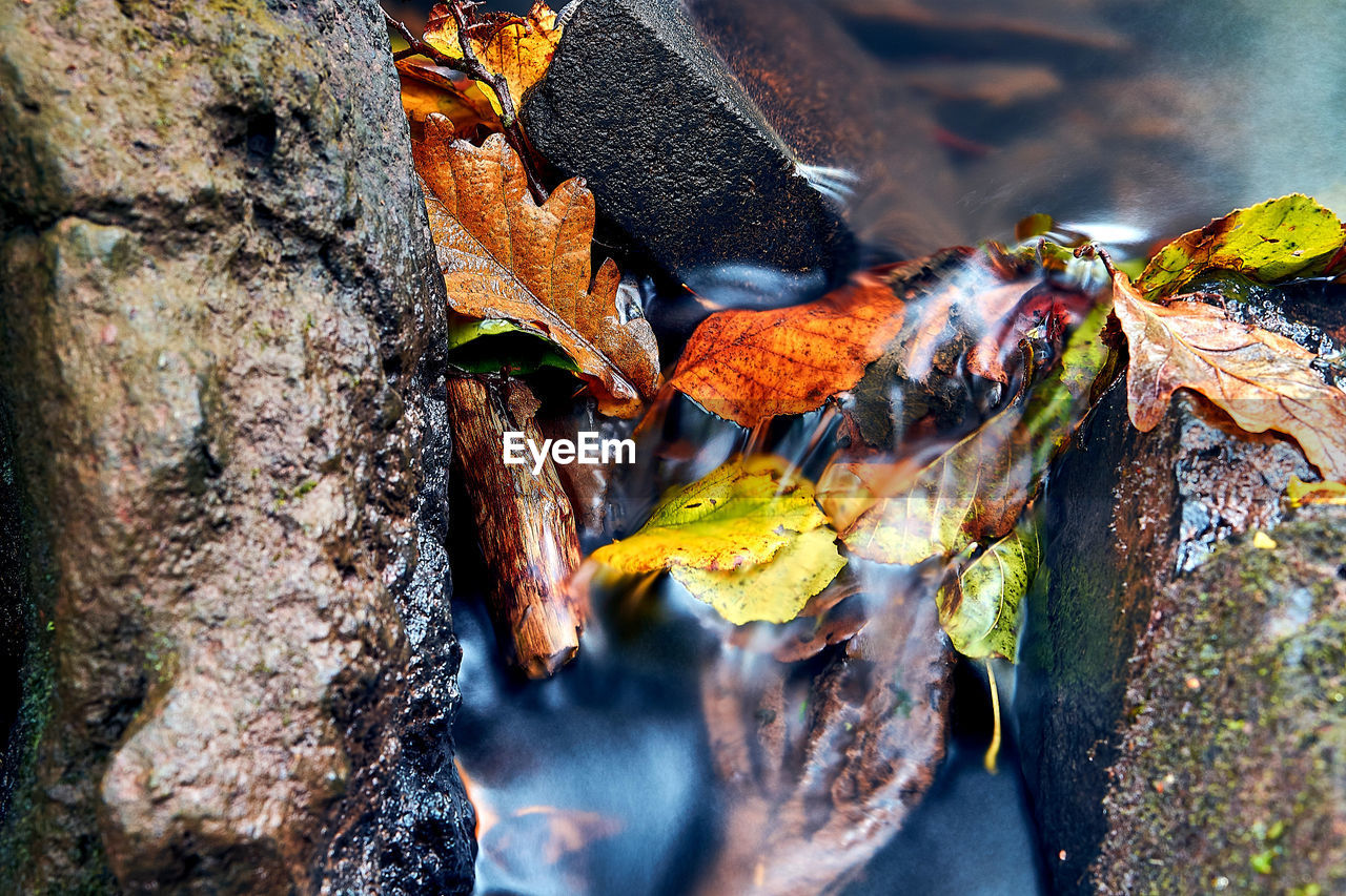 Leaves on a flowing stream