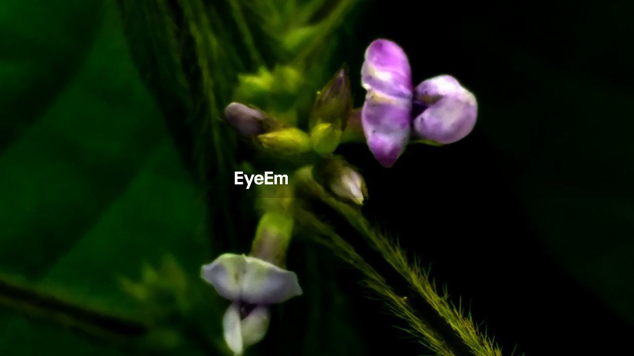 CLOSE-UP OF PURPLE FLOWERS BLOOMING OUTDOORS