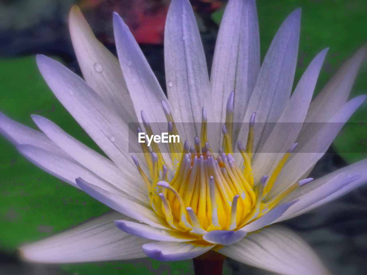 Close-up of water lily