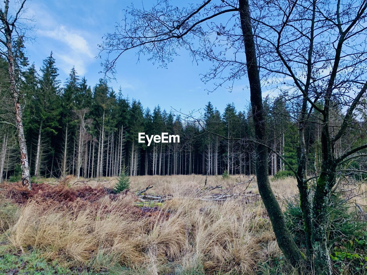 TREES IN FOREST AGAINST SKY