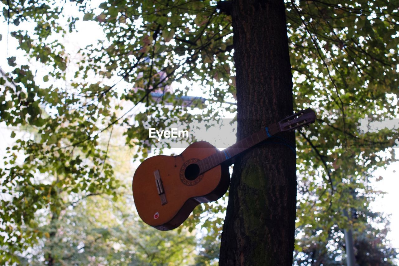 Guitar tied on tree