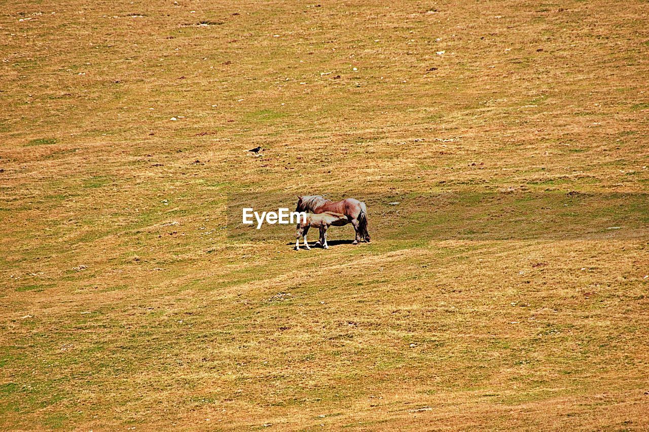 VIEW OF HORSE IN THE FIELD