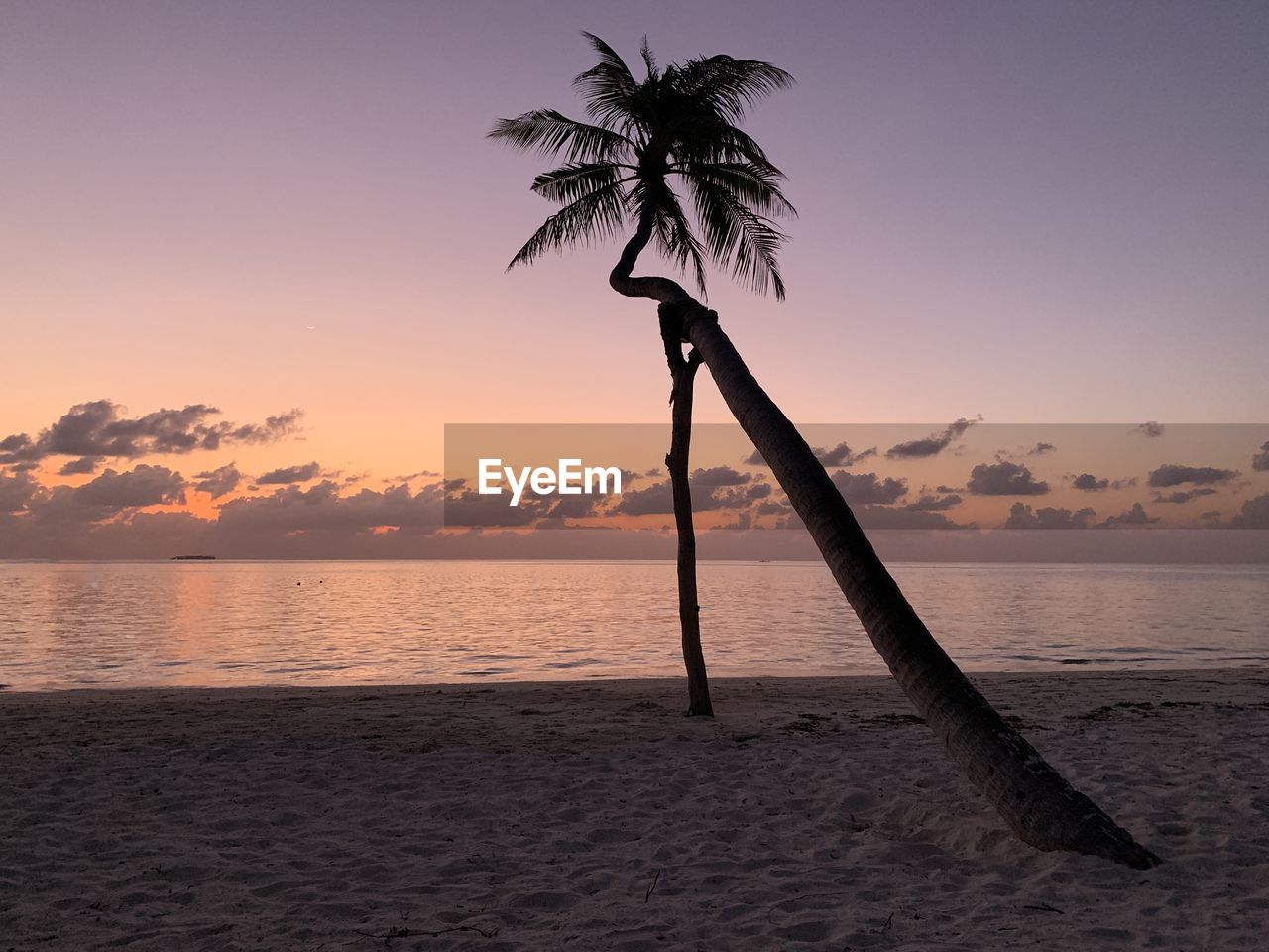 Silhouette palm tree by sea against sky at sunset