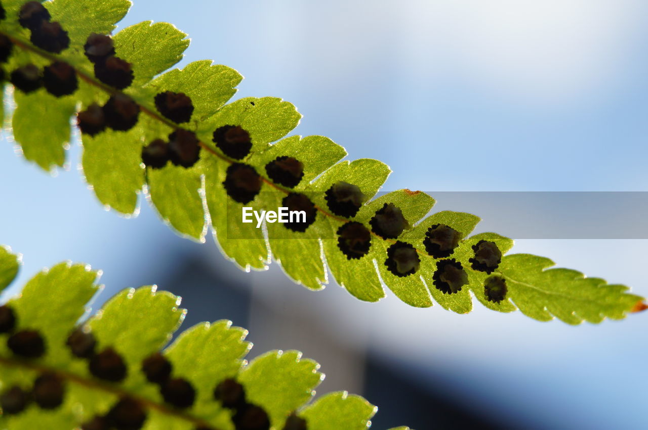 CLOSE-UP OF PLANT