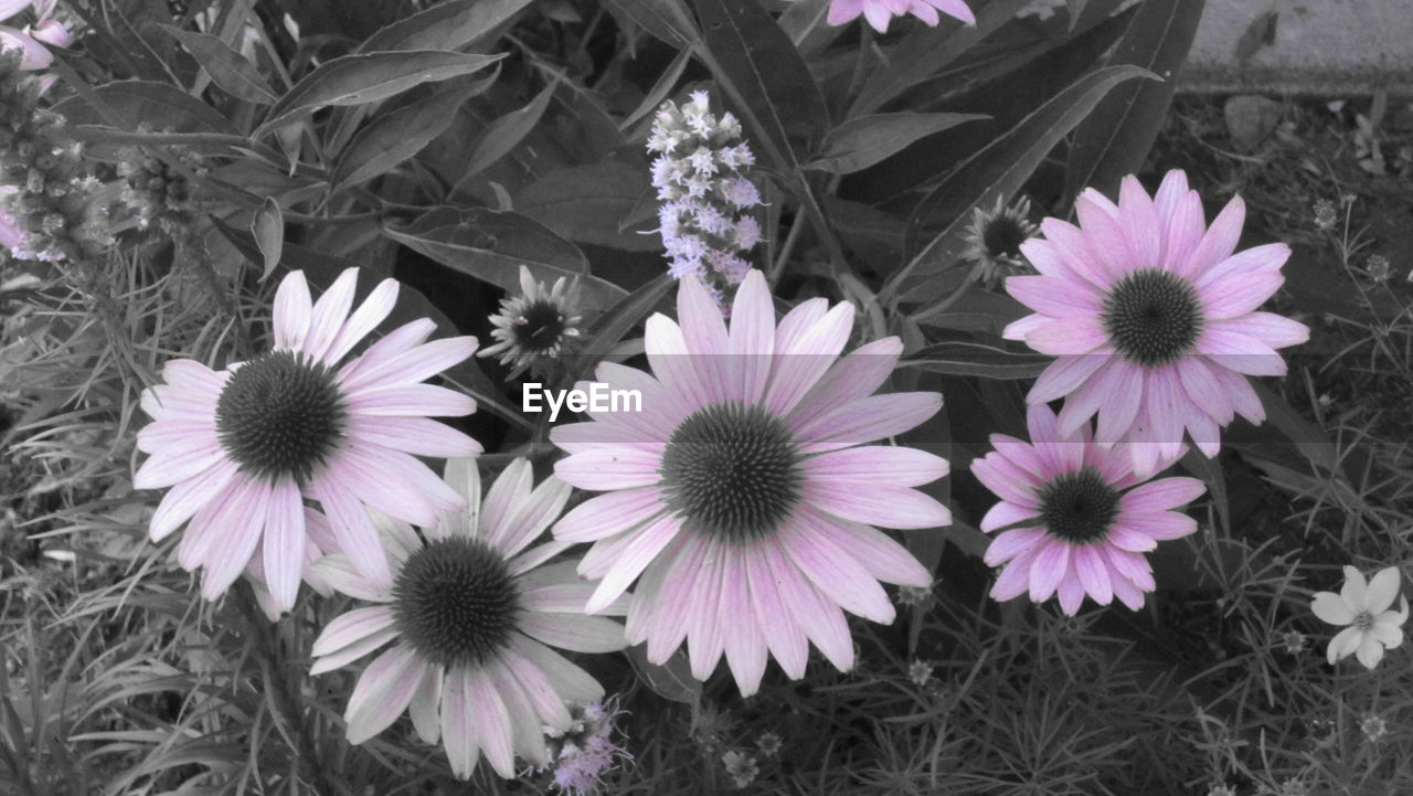 CLOSE-UP OF PINK FLOWERS BLOOMING