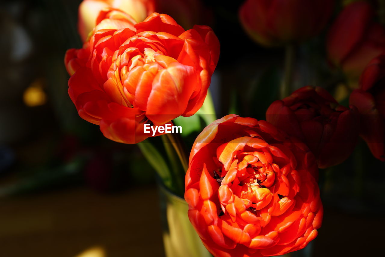 Close-up of red tulips 