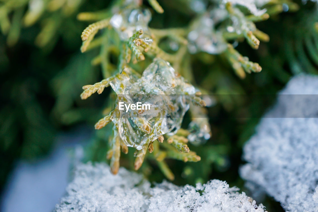 Close-up of frozen plant during winter