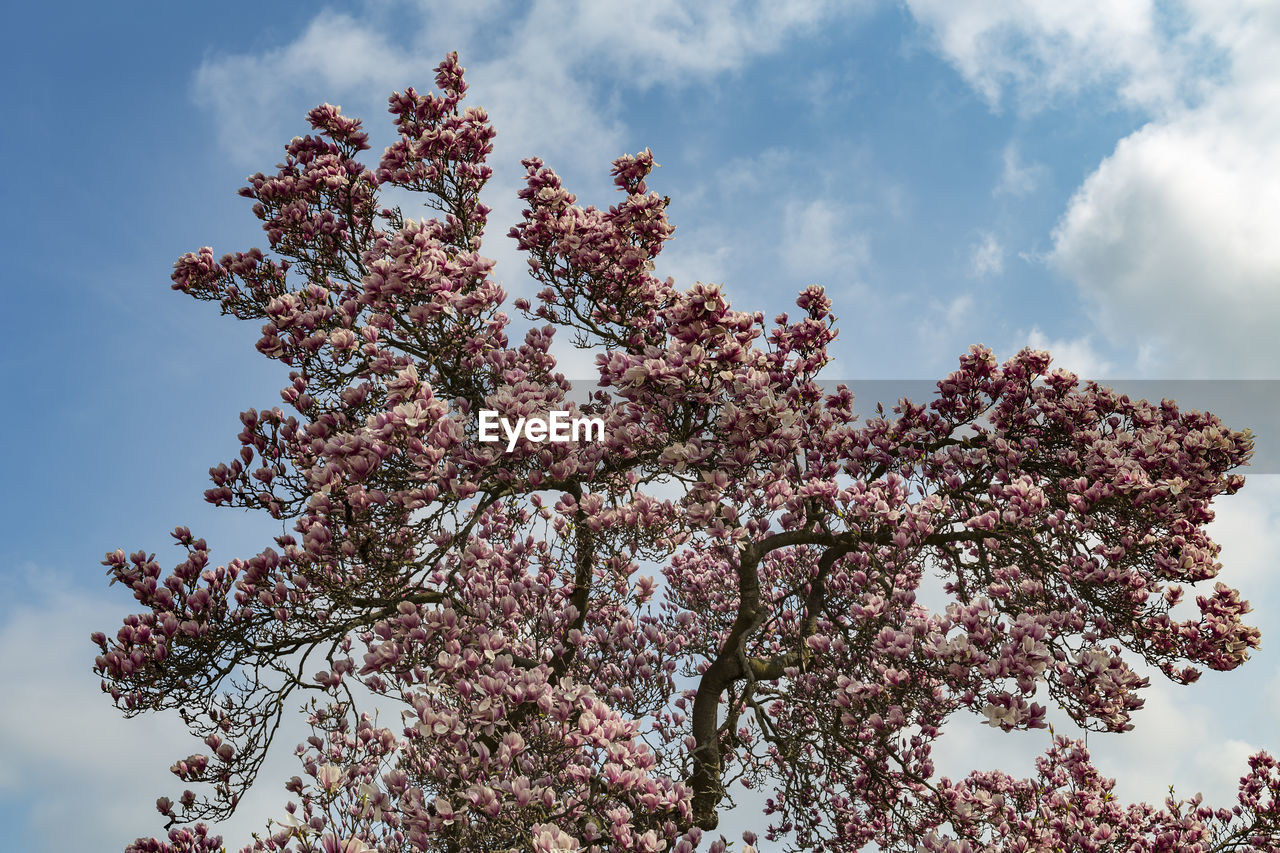 Low angle view of cherry blossoms in spring