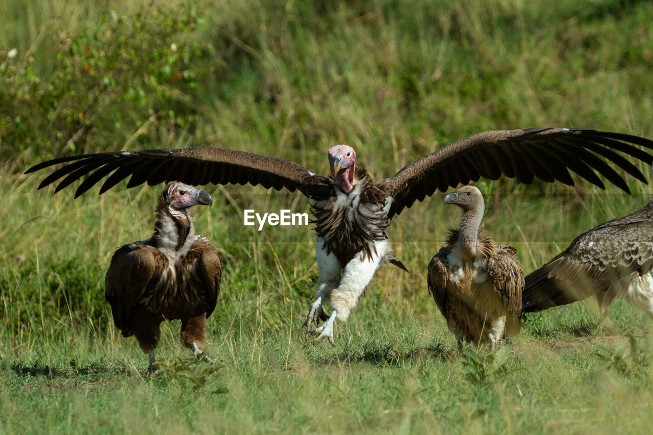 Vulture landing in between two others in a field in the masai mara in kenya