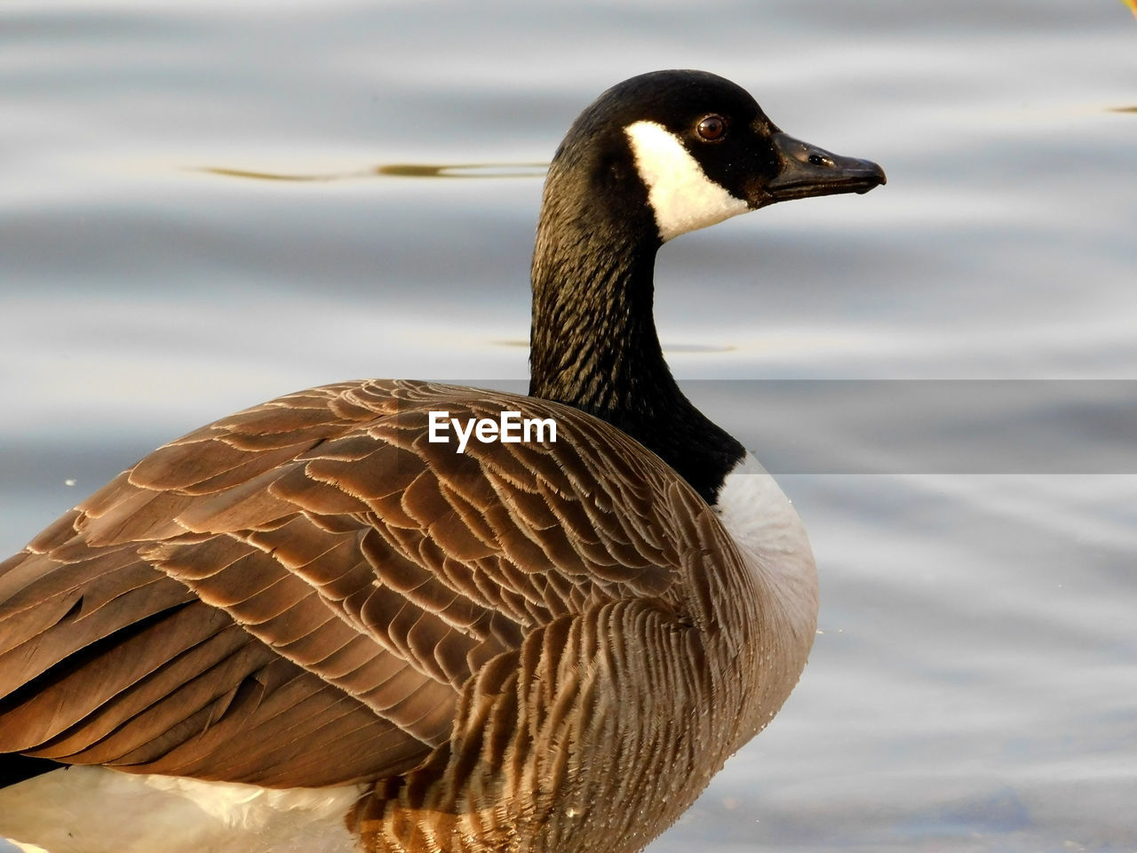 CLOSE-UP OF A BIRD AGAINST LAKE