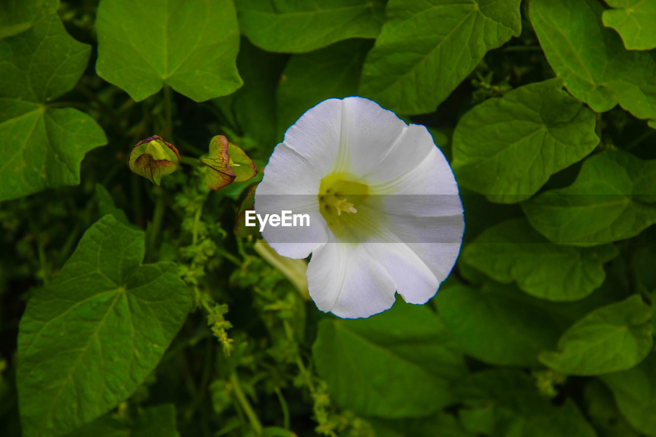 CLOSE-UP OF WHITE FLOWERS