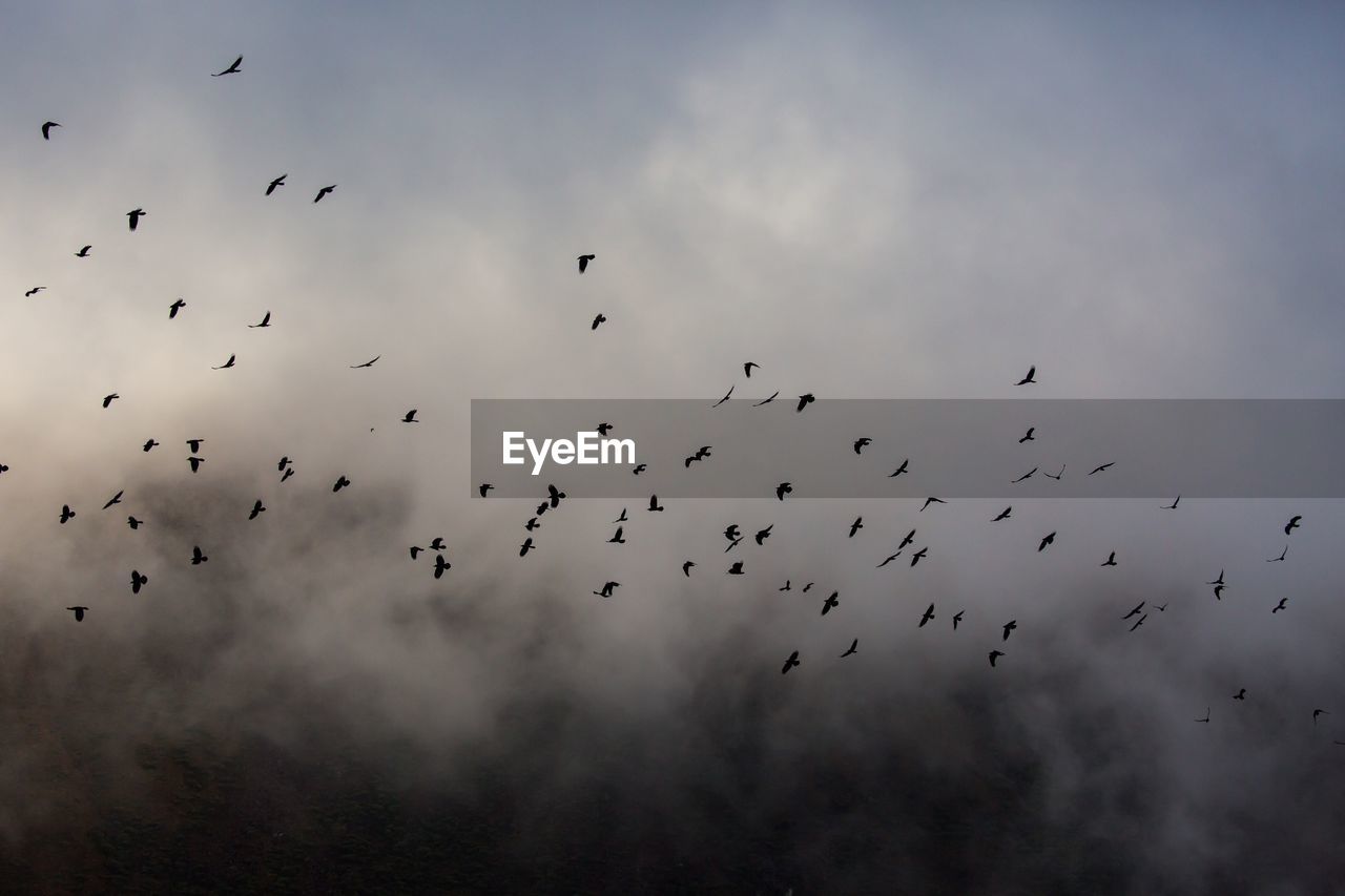 Low angle view of silhouette birds flying against sky