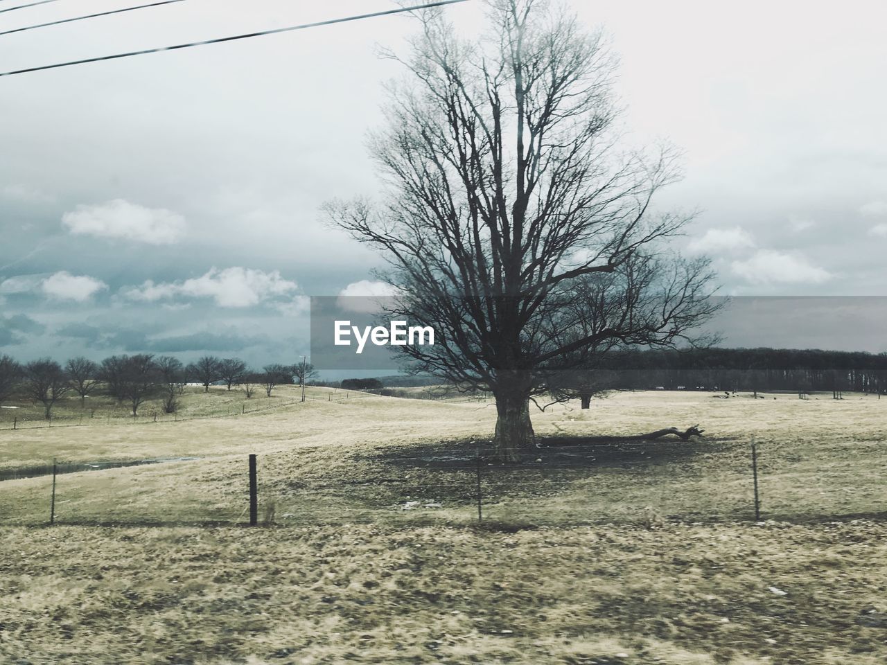 VIEW OF BARE TREES ON FIELD