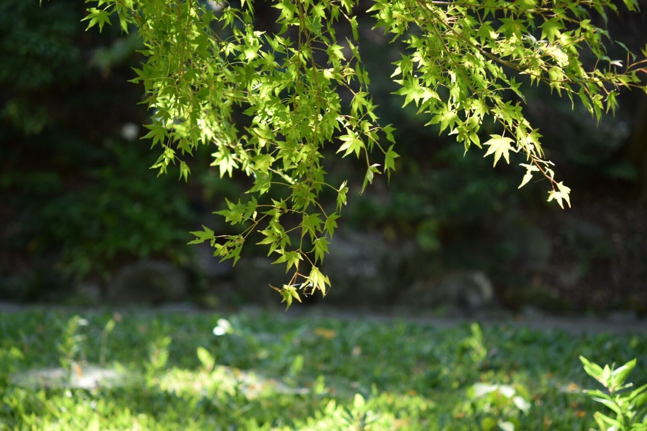 Plant growing on tree