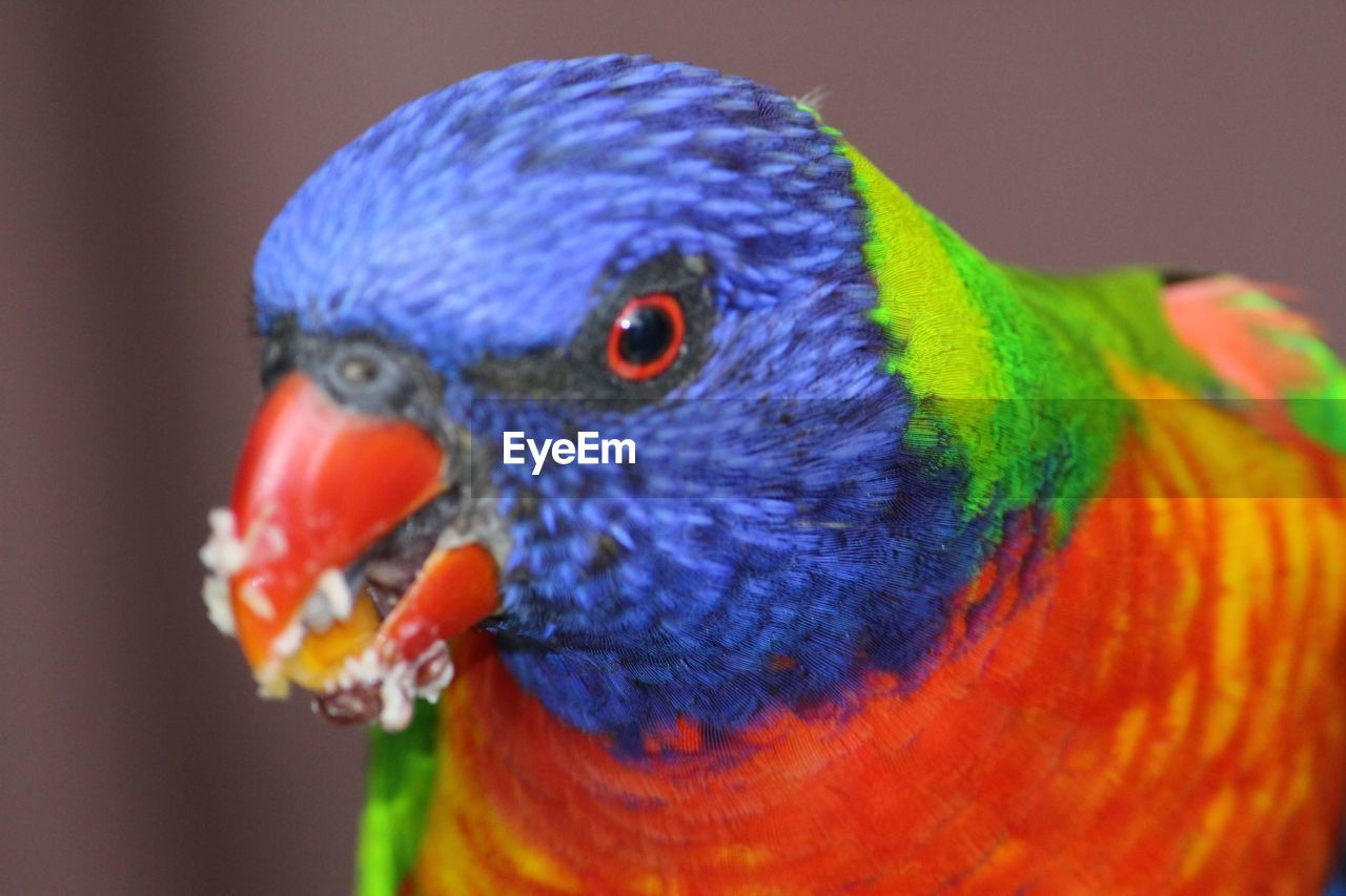Close-up of parrot